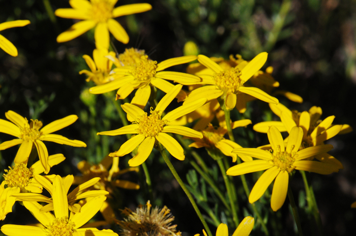 Damianita is a native perennial species that blooms from April through September in New Mexico, Texas and northern Mexico. Chrysactinia mexicana 